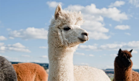 Besondere Eigenschaften von Alpakas