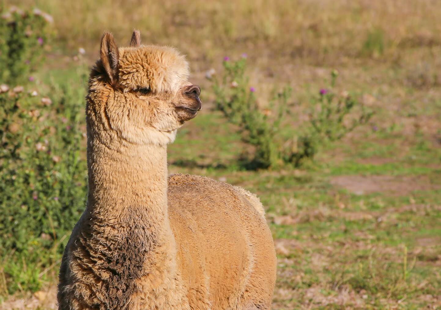 Kommt Baby Alpaka Wolle von Babys? Wir erklären genau darüber.