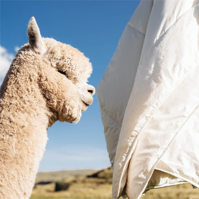 ALPAWOOL® Herbst Winter warme Bio-Bettdecke 160 x 240 cm 2.000 g Premium Alpaka Vers. 2.0