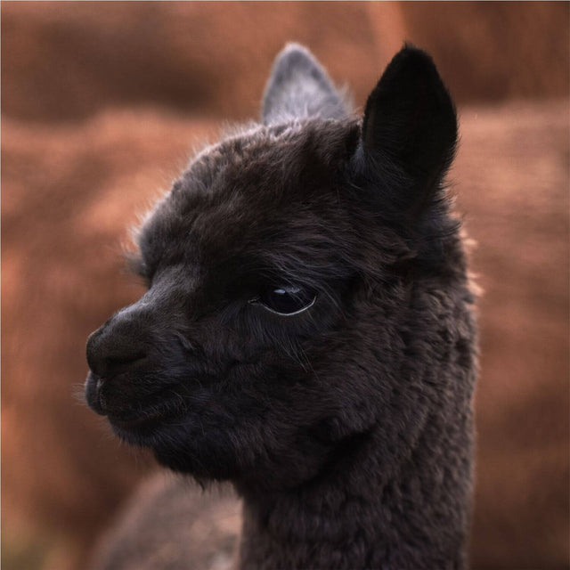 Alpawool® Baby 50 Bulky NB15 - 2x50g Laine d'alpaga noire non teinte, édition limitée