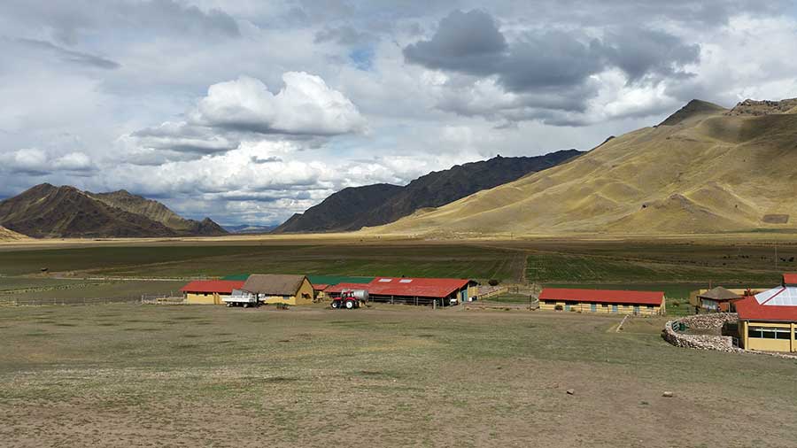 Besuch der Alpakafarm in Peru