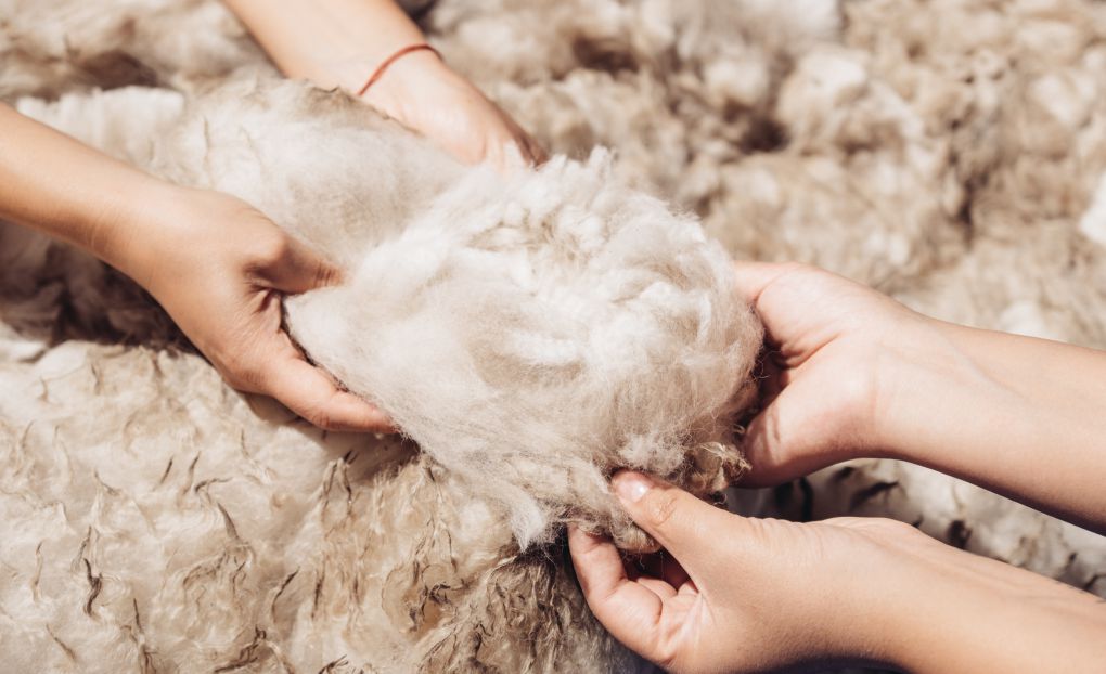 Alpaka-Fasern: Vorteile von atmungsaktiv bis nachhaltig