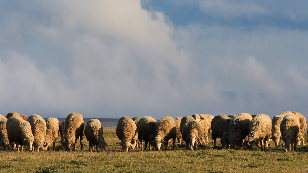 Merinoschaf – Herkunft, Zucht und Wolle. – Hansa-Farm