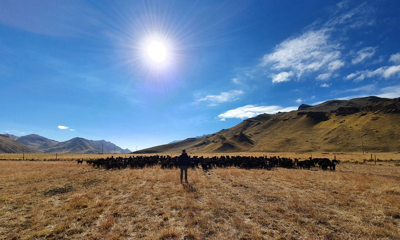 Schwarze Alpakas in den Peruanischen Anden fressen unter der Sonne