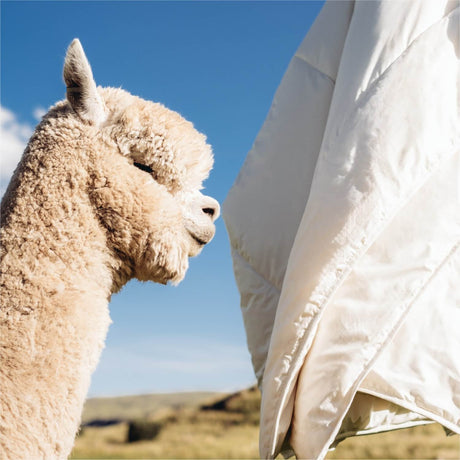 ALPAWOOL® Winter extra warme Bio-Bettdecke 155 x 220 cm 2.400 g Premium Alpaka Vers. 2.0